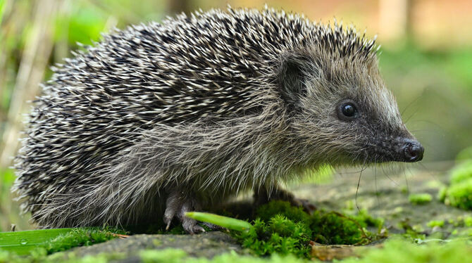 KINA, brb, lbn, Igel, Stacheln, Tierschutz, stachelig, Stachel Im Oktober
