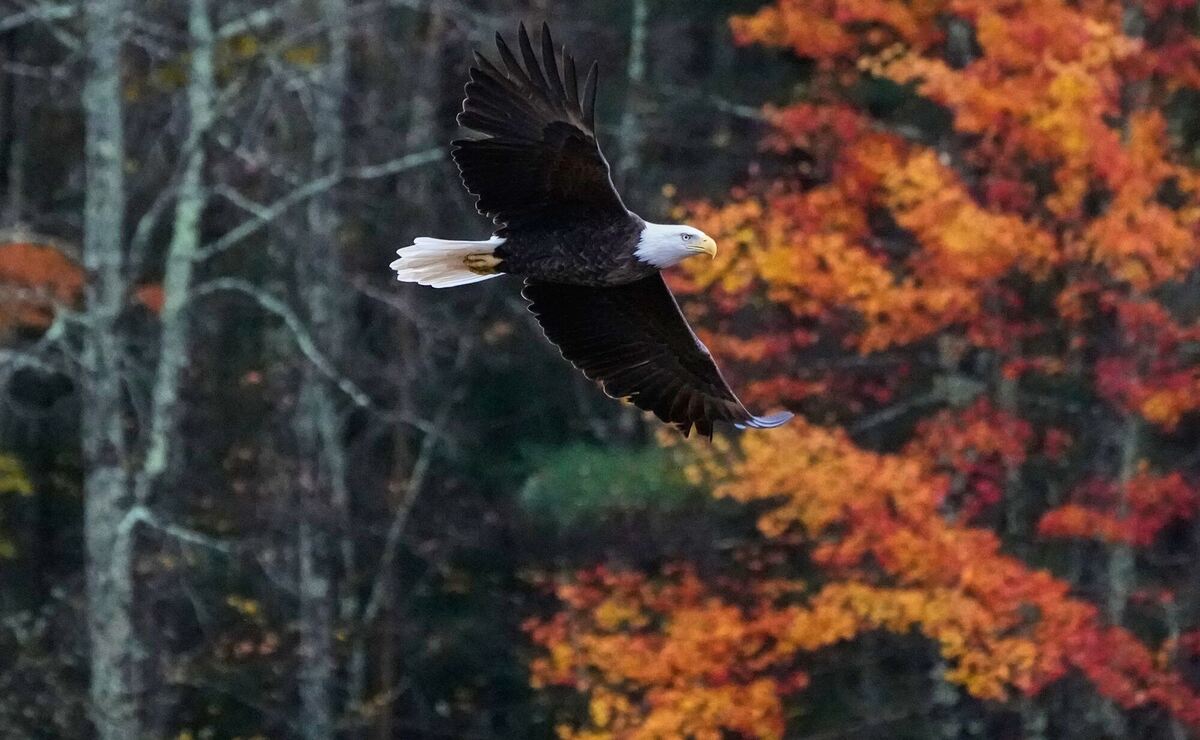 Weißkopfseeadler in New Hampshire Weißkopfseeadler in New Hampshire