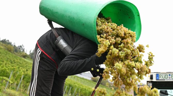 Weinlese im Rheingau