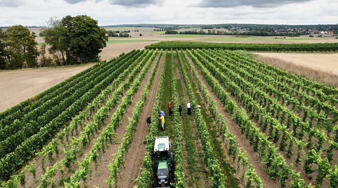 Beginn der Weinlese in Deutschland