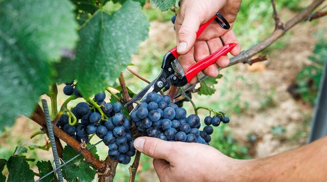 Beginn der Weinlese in Deutschland