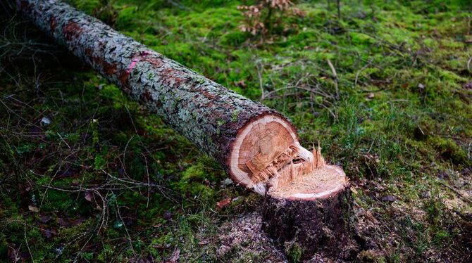 Motorsägekurse bei den Landesforsten
