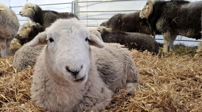 Messe schön&gut Schafe: Die wolligen Alleskönner sind nicht nur ein Markenzeichen der Alb, sondern auch die tierischen Stars der Messe.