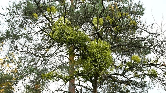 Traude Koch hat einen Superspreader im Blick: Der Apfelbaum ist stark von Misteln befallen. Sie sind eine Gefahr für die Streuob