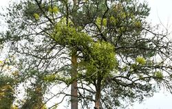 Traude Koch hat einen Superspreader im Blick: Der Apfelbaum ist stark von Misteln befallen. Sie sind eine Gefahr für die Streuob