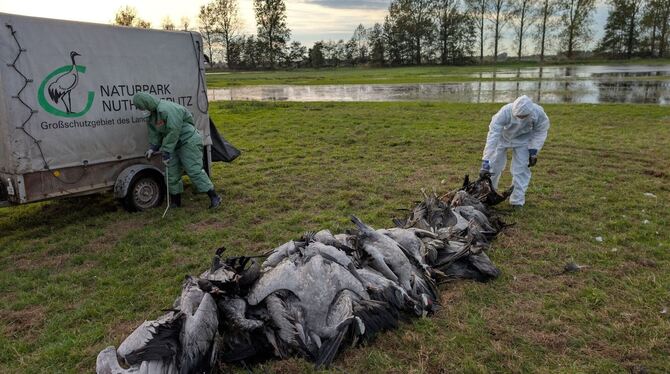 Vogelgrippe Vogelgrippe