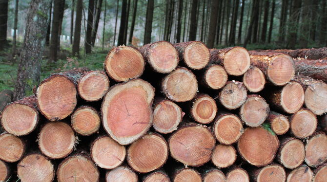 Wald, Bäume, Baum, Buchen, Laub, Wege, Jogger, Radfahrer, Mountainbike, Trimmdichpfad, Farn, Forst, Waldwege, trüb, traurig, Idy Holz aus dem eigenen Wald ist für die Gemeinden auf der Alb nach wie vor eine wichtige Einnahmequelle.