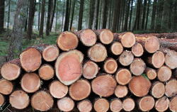 Holz aus dem eigenen Wald ist für die Gemeinden auf der Alb nach wie vor eine wichtige Einnahmequelle.