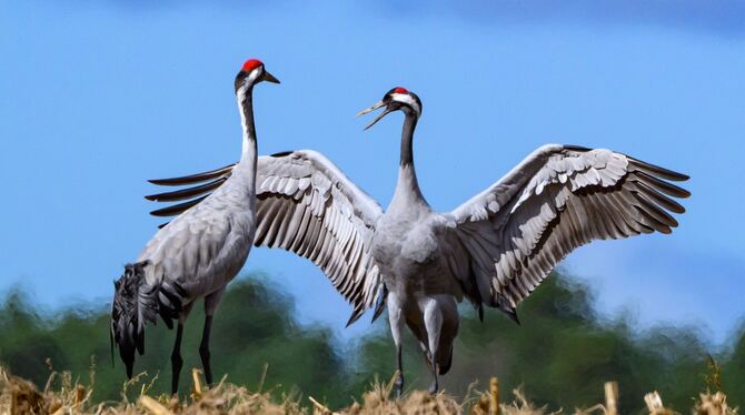 Kraniche rasten Kraniche rasten