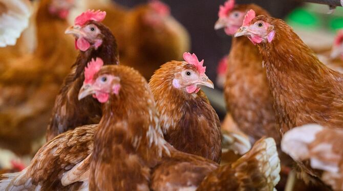 Legehennen (Symbolbild) Legehennen (Symbolbild)