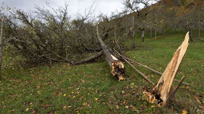 Sturmtief »Joshua« - Baden-Württemberg Sturmtief »Joshua« - Baden-Württemberg