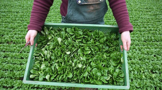 Ökologischer Landbau