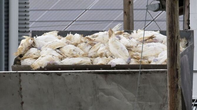 Geflügelpest breitet sich aus Geflügelpest breitet sich aus