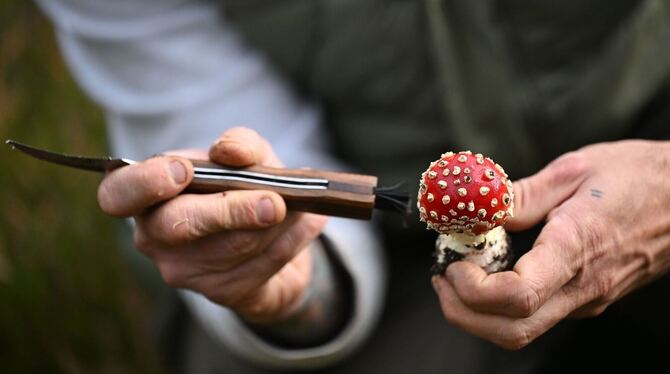 Mit einem Pilz-Influencer in den Pilzen Mit einem Pilz-Influencer in den Pilzen