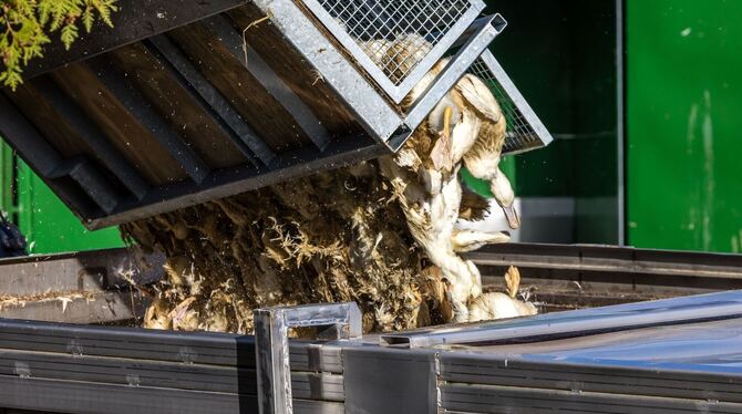 Vogelgrippe - Neuhardenberg Vogelgrippe - Neuhardenberg