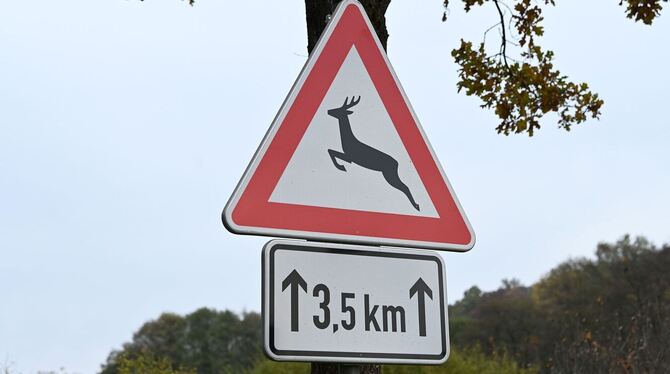Zeitumstellung - Gefahr von Wildunfällen