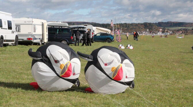 Papageientaucher, keine Pinguine. Papageientaucher, keine Pinguine.