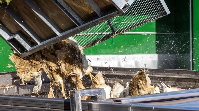 Vogelgrippe - Neuhardenberg Vogelgrippe - Neuhardenberg