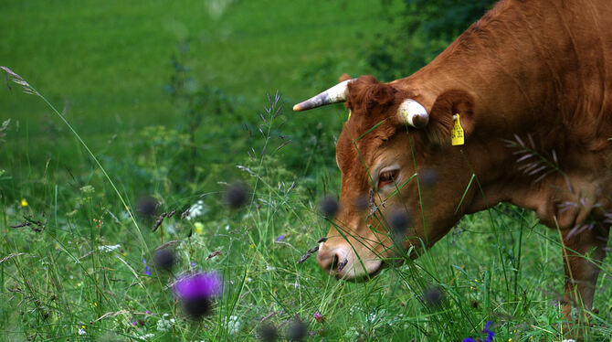 alb blumenwiesen Auf den prämierten Wiesen sollen Futterleistung und hohe Artenvielfalt zusammenpassen.