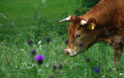 Auf den prämierten Wiesen sollen Futterleistung und hohe Artenvielfalt zusammenpassen.