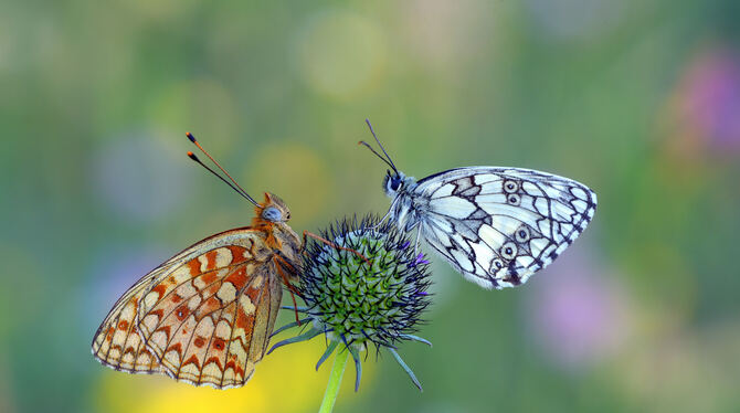alb blumenwiesen Blumenwiesen bieten Insekten Nahrung und Lebensraum.