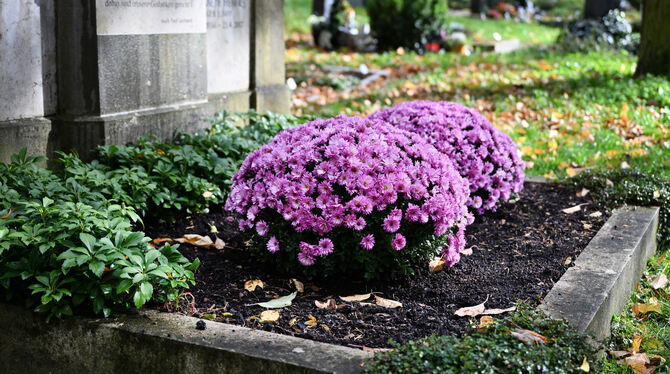 Zeitgemäßer Grabschmuck verbindet Farbe, Symbolkraft und Nachhaltigkeit – wie hier mit langlebigen Herbstpflanzen.