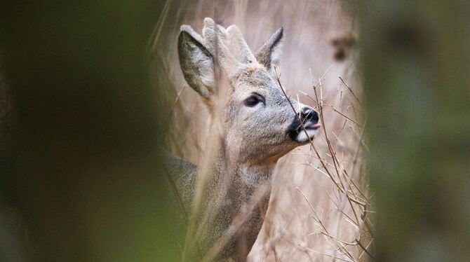 Reh im Tier- und Pflanzenpark Fasanerie Wiesbaden Reh im Tier- und Pflanzenpark Fasanerie Wiesbaden