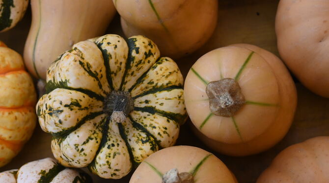 Weltweit soll es Hunderte von Kürbissorten geben. Auf dem Reutlinger Wochenmarkt sind es neben den allseits beliebten Hokkaidos