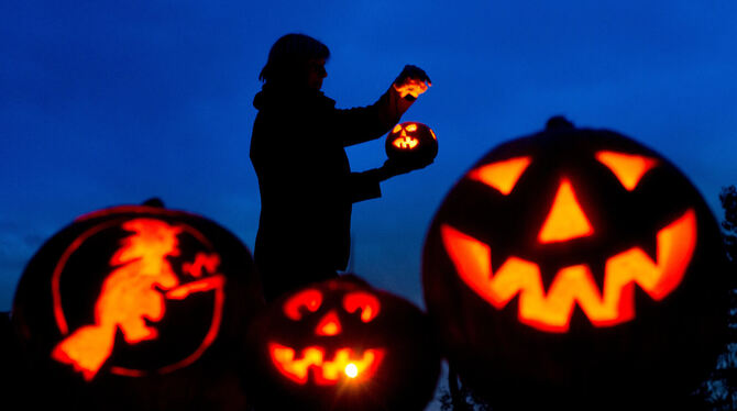 Halloween-Kürbisse kommen jetzt wieder ganz groß raus. Das Fruchtfleisch dieser Giganten ist allerdings ungenießbar.
