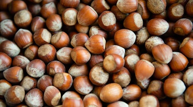 Haselnüsse