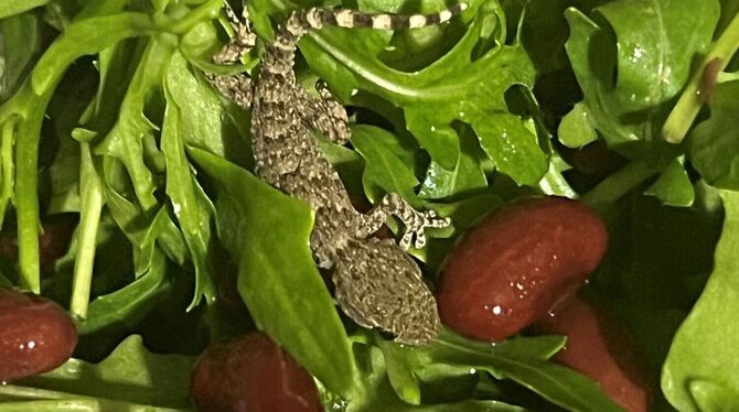 Lebender Gecko in Packung mit Rucola-Salat gefunden
