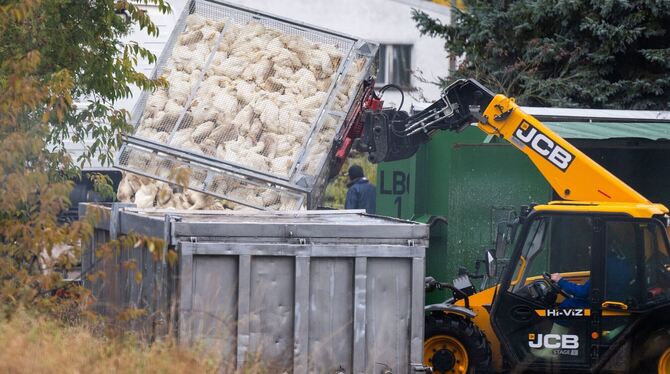 Vogelgrippe in Brandenburg