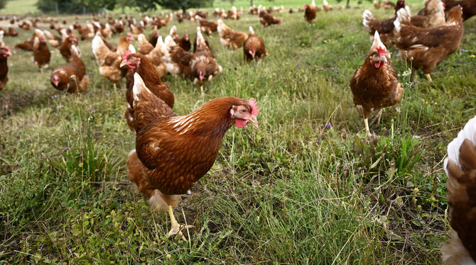 Noch dürfen die Hühner auf dem Hof von Frank Zeeb ins Freie.