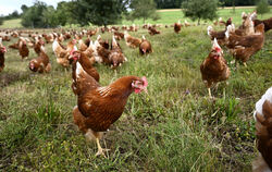 Noch dürfen die Hühner auf dem Hof von Frank Zeeb ins Freie.