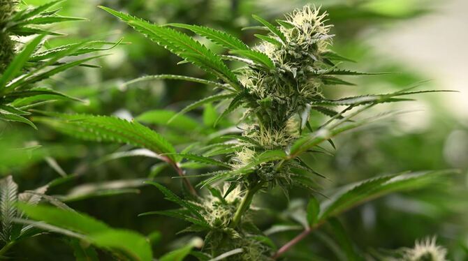 Symbolbild Cannabis-Anbau
