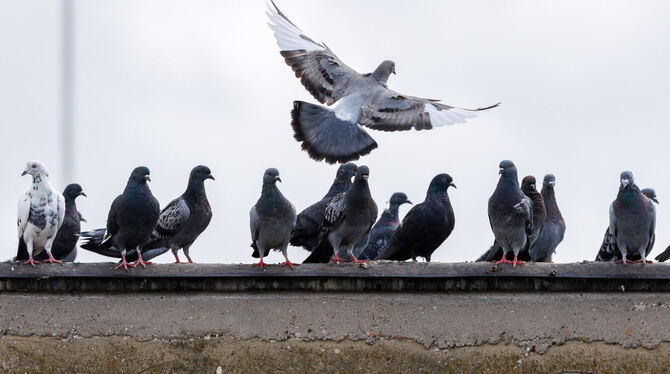 KINA, Kommunen, Tiere Die Taubendichte in Sondelfingen wächst. Das sorgt für Gesprächsstoff - auch im Bezirksgemeinderat.