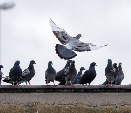 Die Taubendichte in Sondelfingen wächst. Das sorgt für Gesprächsstoff - auch im Bezirksgemeinderat.