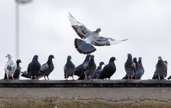 Die Taubendichte in Sondelfingen wächst. Das sorgt für Gesprächsstoff - auch im Bezirksgemeinderat.