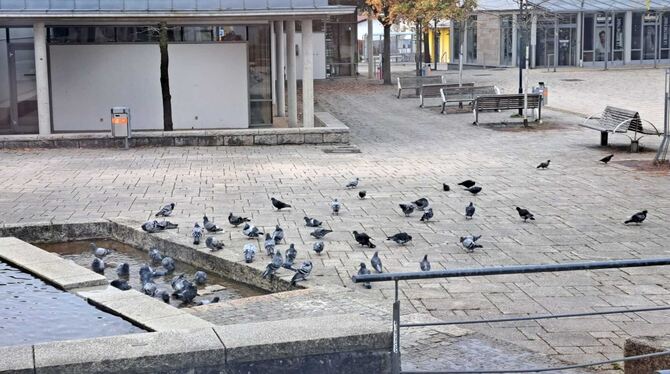 Paltz am Laufbrunnen: Taubenplage Menschenleer, aber taubenvoll: Die »Ratten der Lüfte« haben den Rommelsbacher Platz am Laufbrunnen und seine umliegende Bebauung