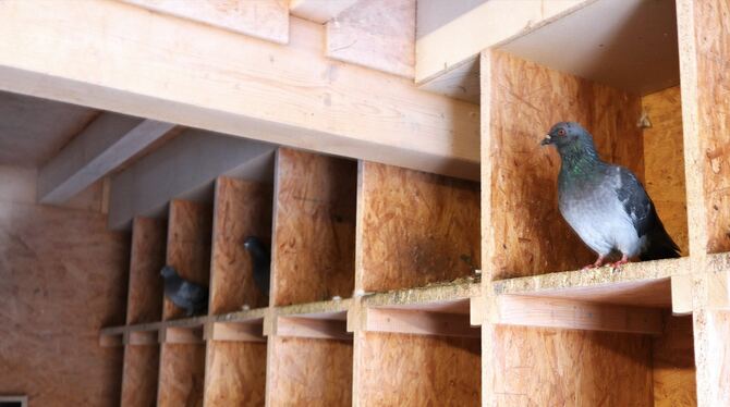 1025 Tauben Der Taubenschlag auf dem Reutlinger Rathausdach bietet seinen Bewohnern einen »Rundum-sorglos-Service«: Regelmäßig wird das Domi