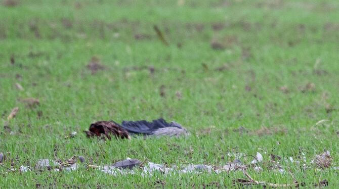 Vogelgrippe in Brandenburg Vogelgrippe in Brandenburg