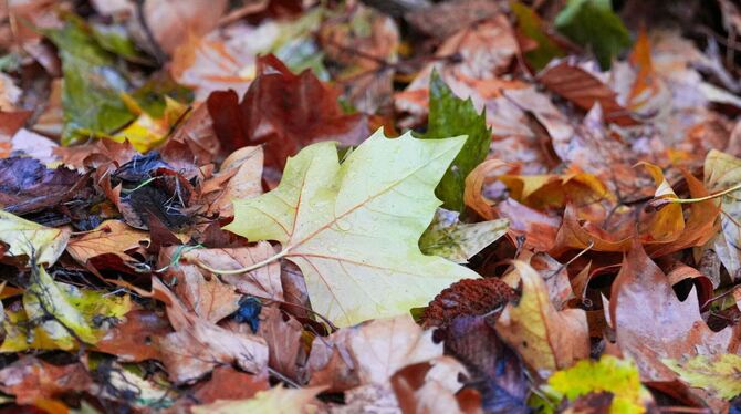 Deutscher Wetterdienst veröffentlicht die Oktober-Bilanz