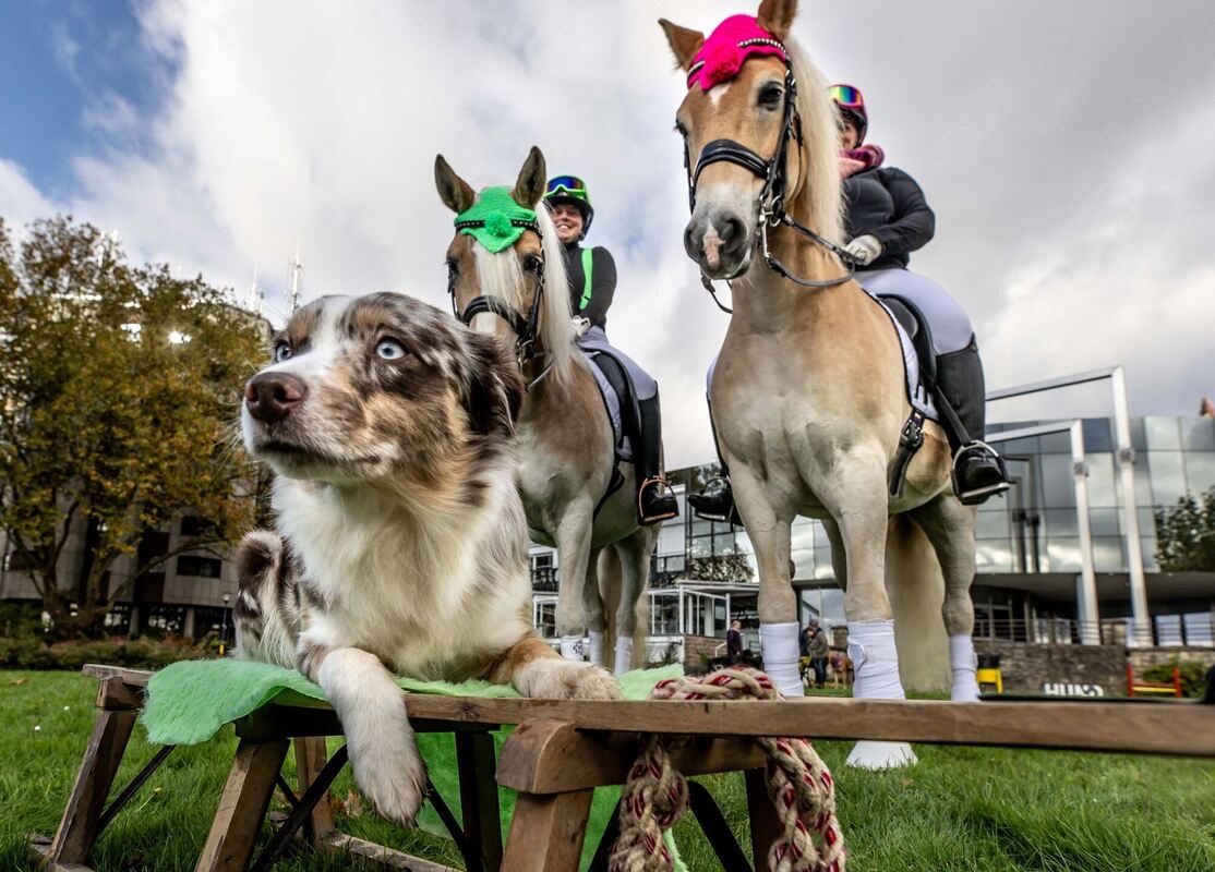 Vor der Besuchermesse »Hund & Pferd« Vor der Besuchermesse »Hund & Pferd«