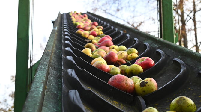 Über 51 Tonnen Äpfel wurden in diesem Jahr bei der Streuobst-Annahme der Schützengilde Betzingen abgegeben.