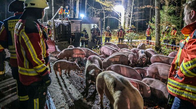 Schweine flüchten nach Unfall in einen Wald Schweine flüchten nach Unfall in einen Wald