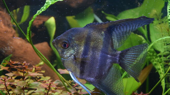 Skalar Ein Skalar aus der Gruppe der Buntbarsche ließ sich von dem Trubel in der fremden Umgebung nicht stören - unbeeindruckt präsenti