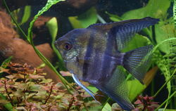 Ein Skalar aus der Gruppe der Buntbarsche ließ sich von dem Trubel in der fremden Umgebung nicht stören - unbeeindruckt präsenti