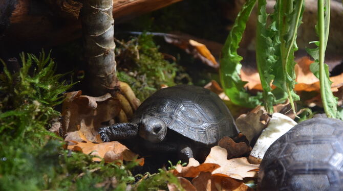 Aldabra-Riesenschildkröte Die Aldabra-Riesenschildkröten züchtet ein Reutlinger Mitglied des Vereins. Sie kommen später in verschiedene Zoos.