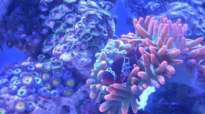 Aquarium Exotische Welten lassen sich in Mössingen beobachten.