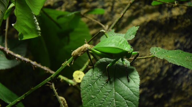 Riesenblattschrecke Genau hinsehen müssen Besucher, die die Riesenblattschrecke bewundern wollen. Sie tarnt sich zwischen den Blättern perfekt - vor